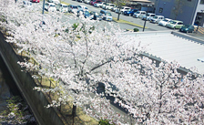 本社横の桜並木の写真