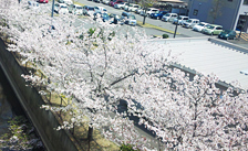 本社横の桜並木